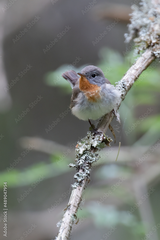 Red-breasted Flycatcher Red-breasted Flycatcher