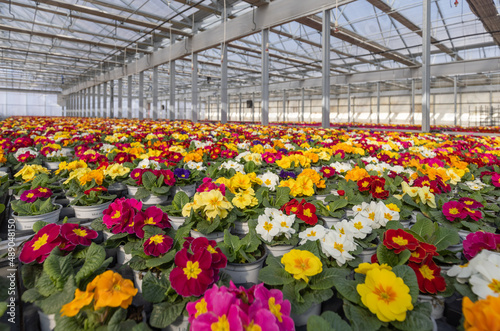 Colorful small potted flowers Primrose