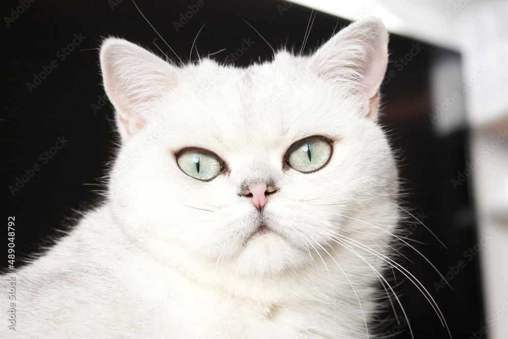 Katze Katze
