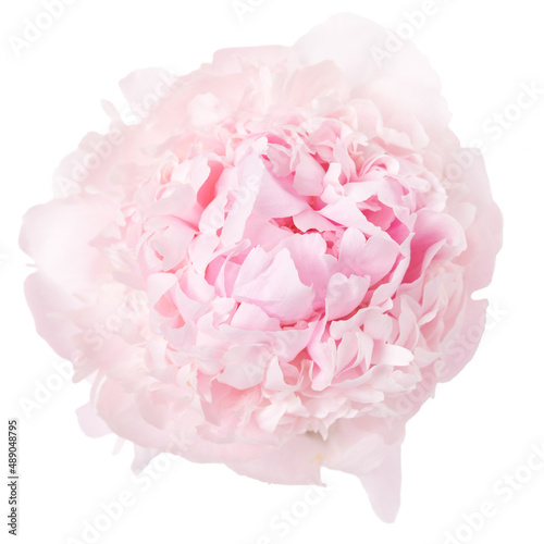 Delicate pink peony isolated on white background