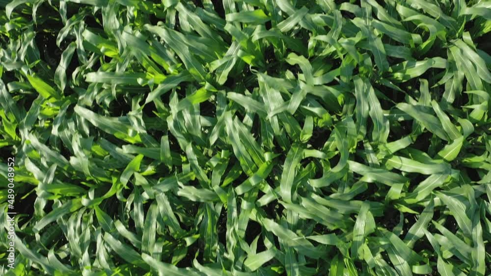 Corn field. Young corn plants are swaying in the wind in the field on a sunny summer day. Growing corn. Agricultural industry Corn field. Young corn plants are swaying in the wind in the field on a sunny summer day. Growing corn. Agricultural industry
