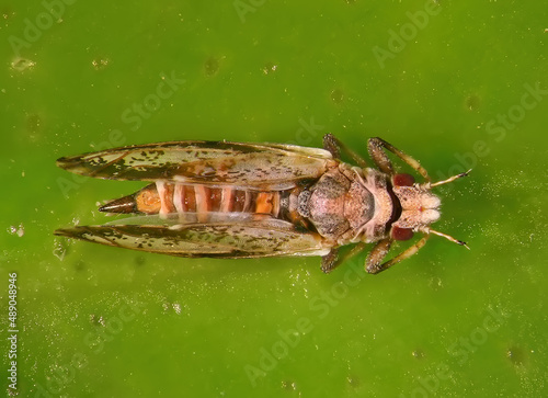 Asian citrus psyllid, Diaphorina citri (Hemiptera: Liviidae). Macro photo