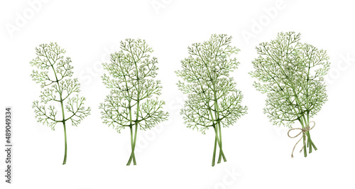 Set of watercolor illustrations of bunches of dill greens  vegetables on a white background.