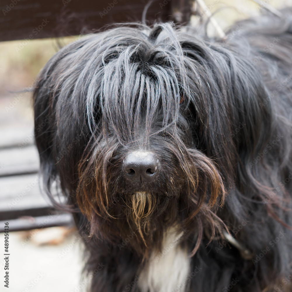 The head of a black dog with long hair. The head of a black dog with long hair.