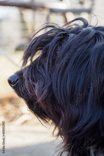 The head of a black dog with long hair.
