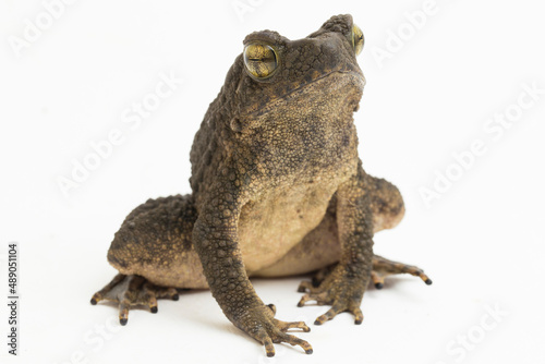 Asian giant toad phrynoidis asper isolated on white background
 photo