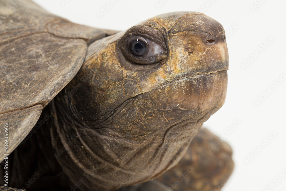 Asian forest tortoise Manouria emys isolated on white background
