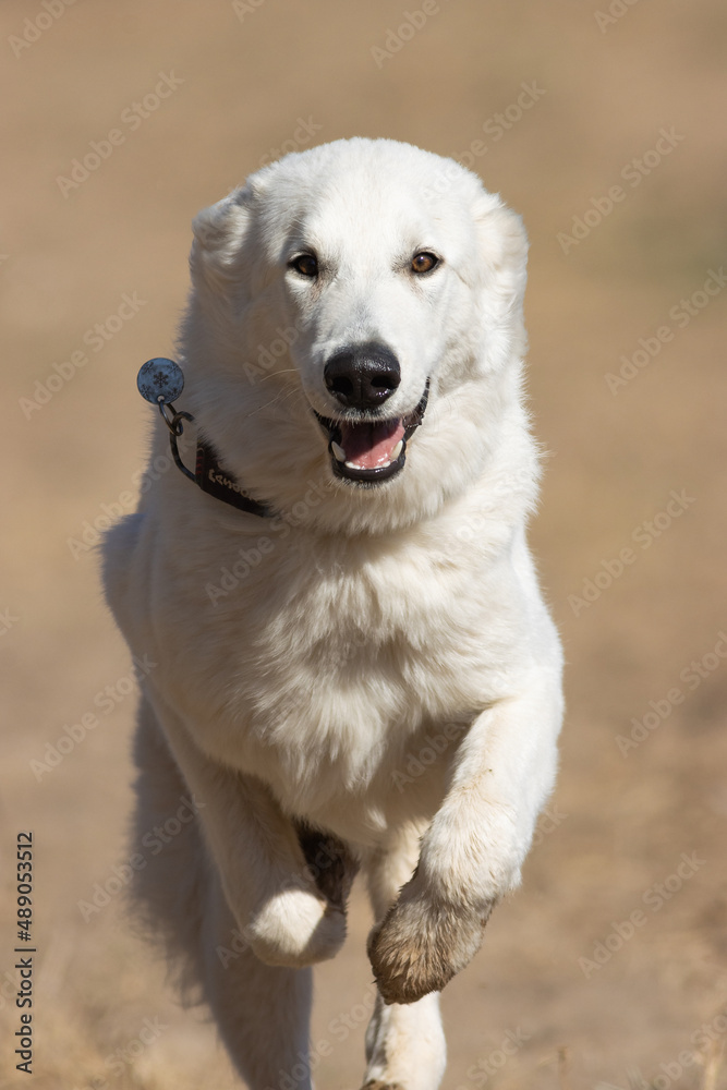 PERRO BLANCO CORRIENDO DE RAZA PASTOR SUIZO PERRO BLANCO CORRIENDO DE RAZA PASTOR SUIZO