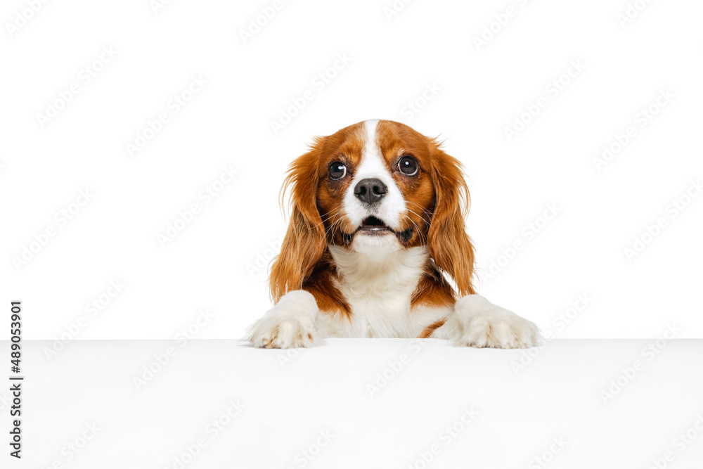 Companion Dog Breed King Charles Spaniel Looking At Camera Isolated Over White Studio Background Concept Of Motion Beauty Fashion Breeds Pets Love Animal Stock Photo Adobe Stock
