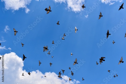 A flock of birds flying in the cloudy blue sky in Krakow, Poland
