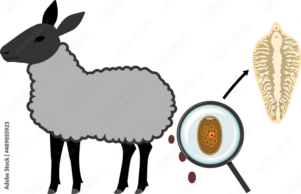 Sheep – main host of Sheep liver fluke (Fasciola hepatica). Faeces