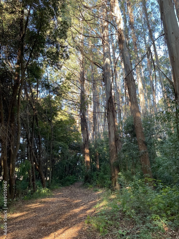 Obraz premium path in the woods