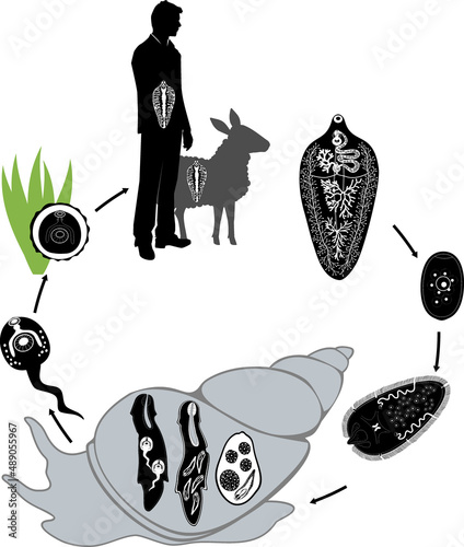 Life cycle of Sheep liver fluke (Fasciola hepatica) with intermediate (mollusk) and main hosts (human, sheep) isolated on white background