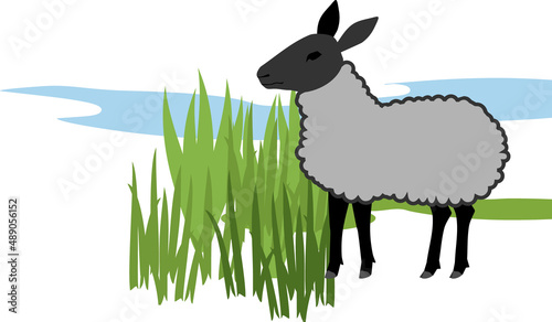 Gray sheep with black head and green grass isolated on white background