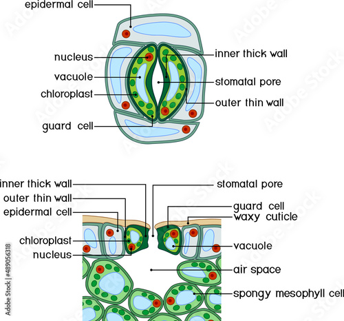 Stomatal complex and section view of stomate and plant leaf structure photo