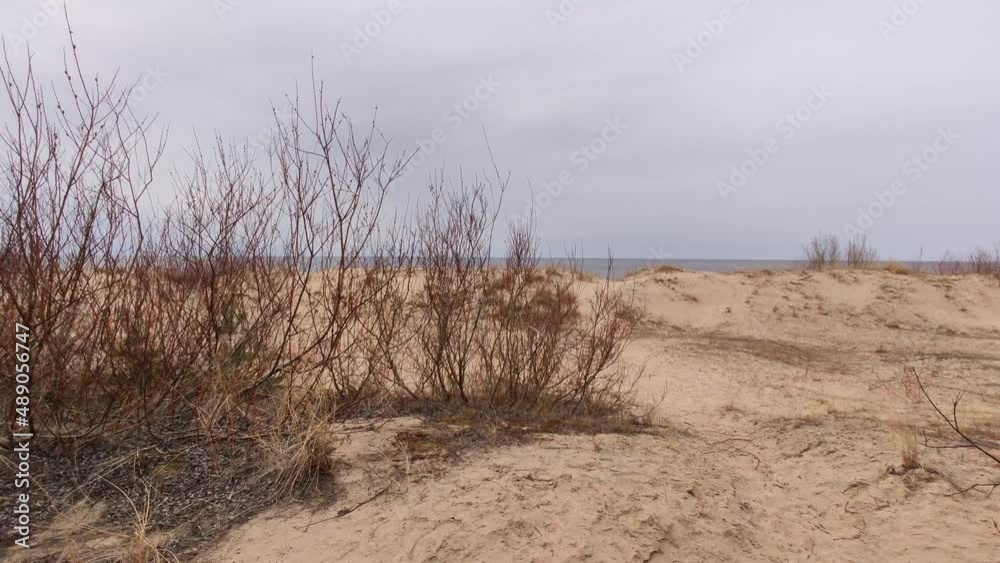Wild grass growing on sand. Baltic sea coast in Latvia, Europe. Wild grass growing on sand. Baltic sea coast in Latvia, Europe.