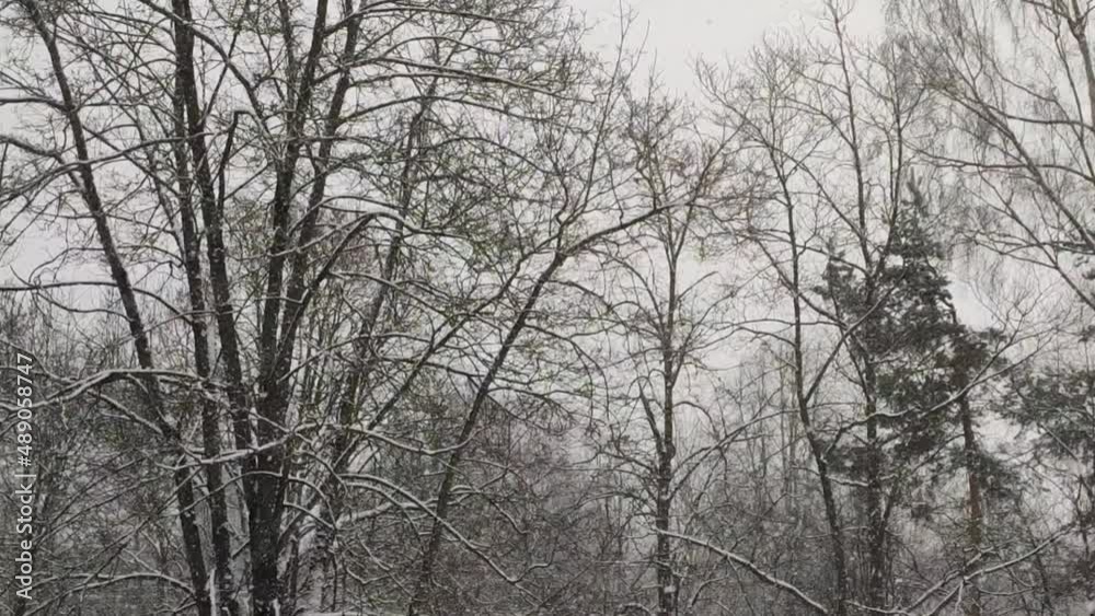 Snow-covered trees in an urban park. Winter landscape. Snow-covered trees in an urban park. Winter landscape.