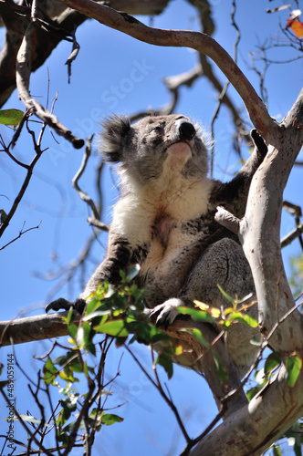 Koala on a tree branch in Great Oatway National park, Australia.