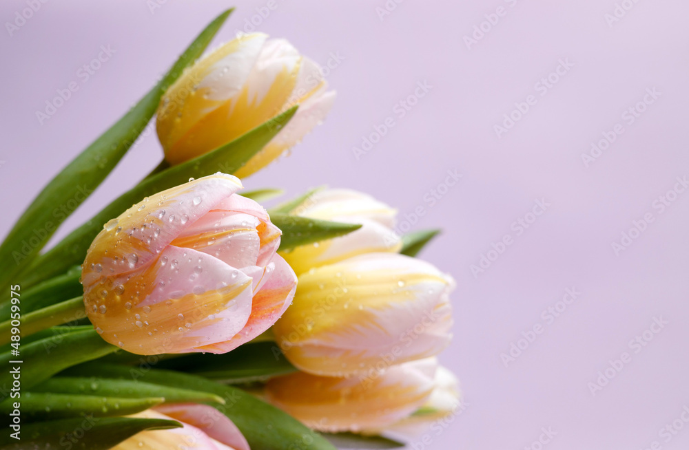 Fototapeta premium tulips on a pink background