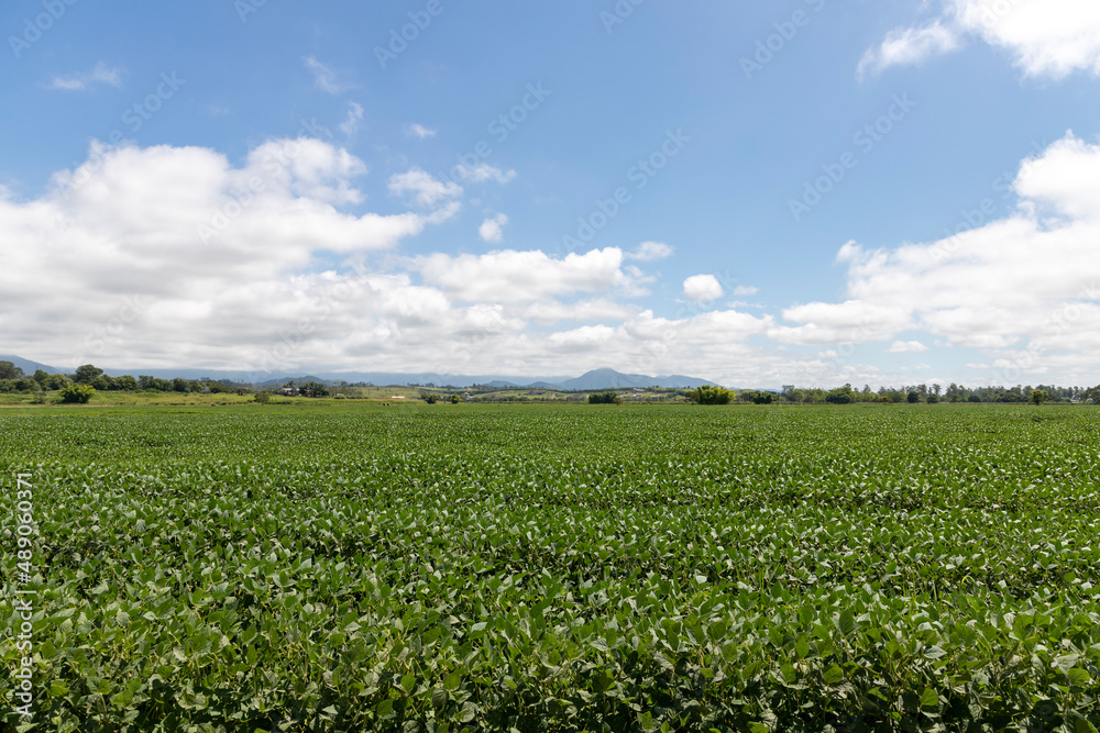plantation field with blue sky plantation field with blue sky