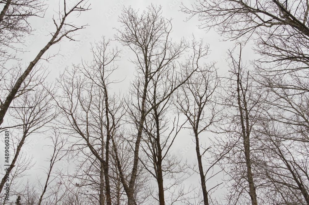 Bare Trees against a Cloudy Sky Bare Trees against a Cloudy Sky
