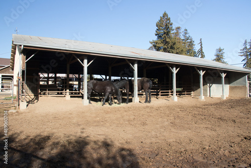 horses in an open stall