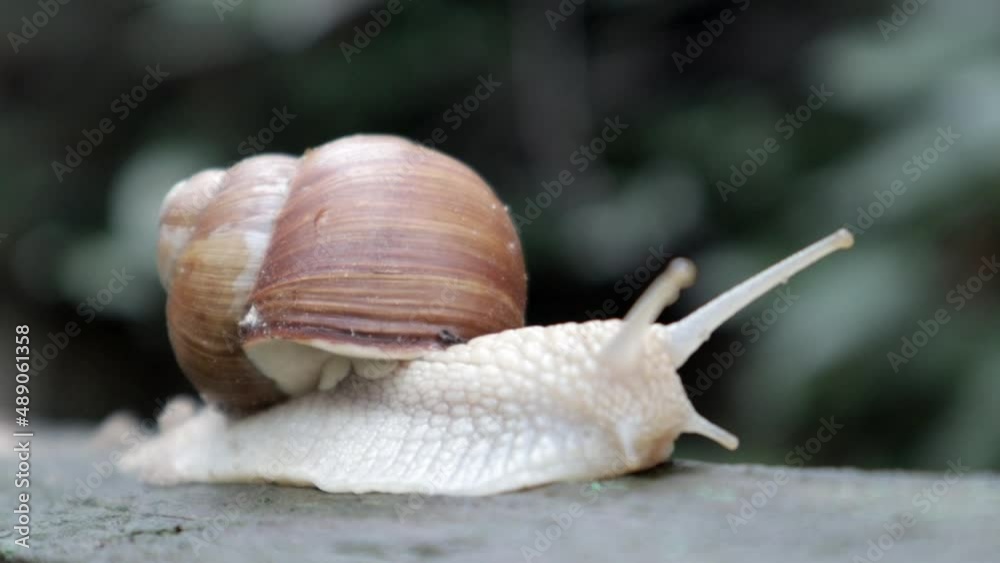 Large crawling garden snail with a striped shell. A large white mollusc with a brown striped shell. Summer day in the garden. Burgundy, Roman snail with blurred background. Helix promatia. Large crawling garden snail with a striped shell. A large white mollusc with a brown striped shell. Summer day in the garden. Burgundy, Roman snail with blurred background. Helix promatia.