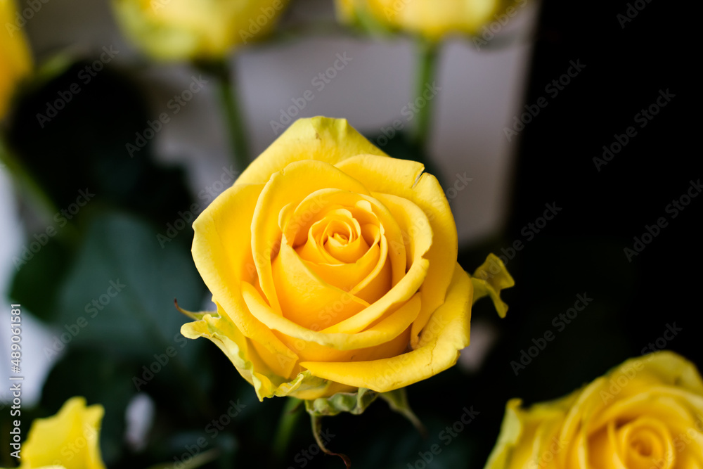 Yellow roses. Congratulations on the holiday. Top view Yellow roses. Congratulations on the holiday. Top view