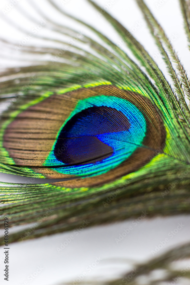 Obraz premium Peacock feather on a white background