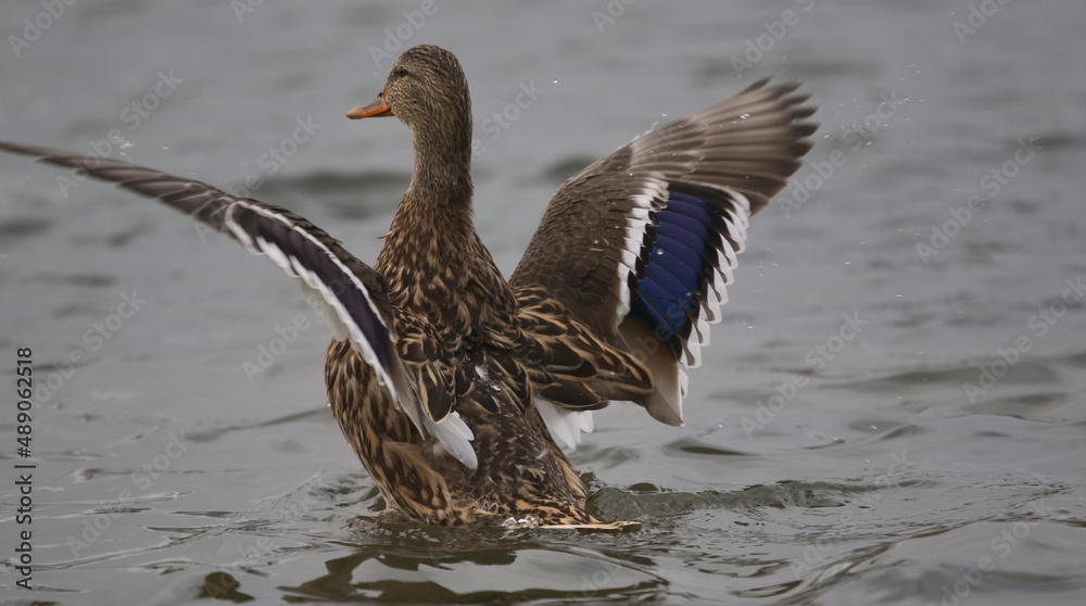 Mallard duck female. Speculum feathers Stock Photo Adobe Stock