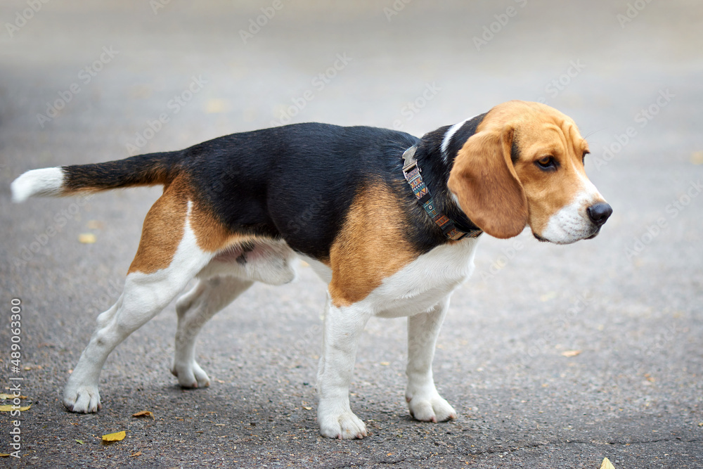 Beagle dog for a walk.