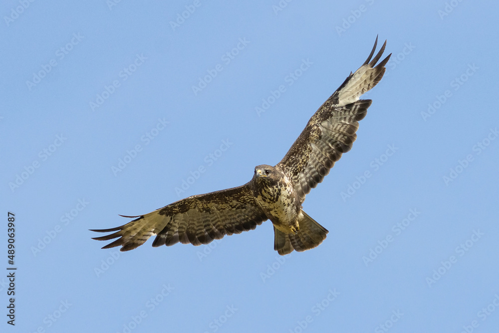 AGUILUCHO RATONERO O BUSARDO BUTEO BUTEO EN VUELO AGUILUCHO RATONERO O BUSARDO BUTEO BUTEO EN VUELO