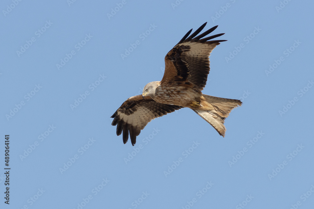 MILANO REAL MILVUS MILVUS VOLANDO MILANO REAL MILVUS MILVUS VOLANDO