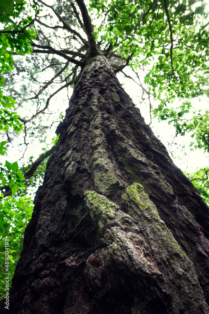 Tree texture perspective in a beautiful tropical forest. Tree textures in wet green forest. Sustainable tourism concept. Hike in the green forest. Trekking concept. Amatlan, Mexico Tree texture perspective in a beautiful tropical forest. Tree textures in wet green forest. Sustainable tourism concept. Hike in the green forest. Trekking concept. Amatlan, Mexico