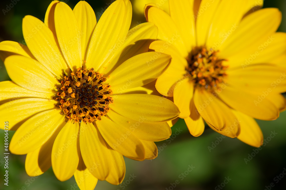 Yellow Gold African Daisy blossoms Yellow Gold African Daisy blossoms