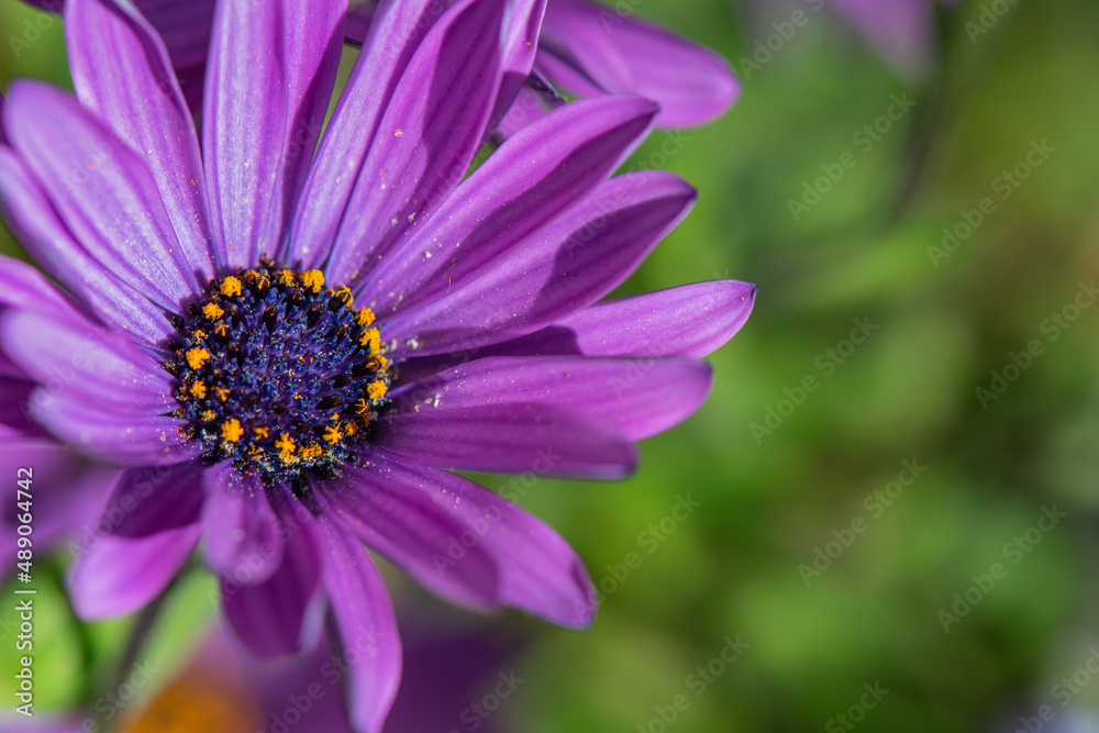 Purple Osteospermum African Daisy blossom