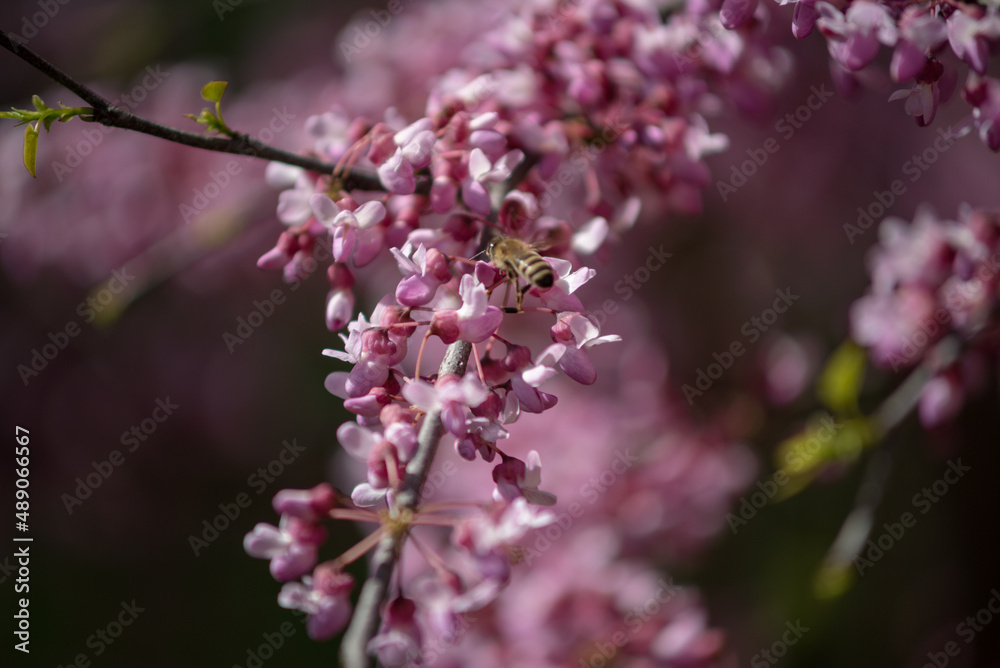 Sakura is the collective name of 11 species and several varieties of trees of the Plum subfamily; often denotes small-serrated cherry. Sakura is the collective name of 11 species and several varieties of trees of the Plum subfamily; often denotes small-serrated cherry.
