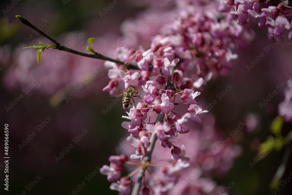 Sakura is the collective name of 11 species and several varieties of trees of the Plum subfamily; often denotes small-serrated cherry. Sakura is the collective name of 11 species and several varieties of trees of the Plum subfamily; often denotes small-serrated cherry.