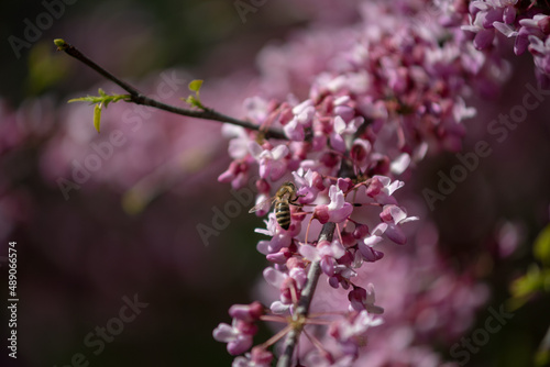 Sakura is the collective name of 11 species and several varieties of trees of the Plum subfamily  often denotes small-serrated cherry.   © superbupermaxim