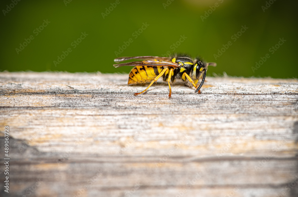 close up of a common wasp - Vespula vulgaris - gathering woodfibers close up of a common wasp - Vespula vulgaris - gathering woodfibers
