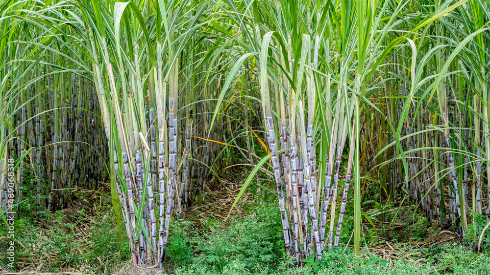 What To Know About Sugarcane Suger Town Feel The Taste what-to-know-about-sugarcane-suger-town-feel-the-taste