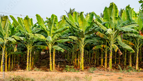 Bananas field are a group of varieties of banana with yellow skin. Some are smaller and plumper than the common Cavendish banana, others much larger.