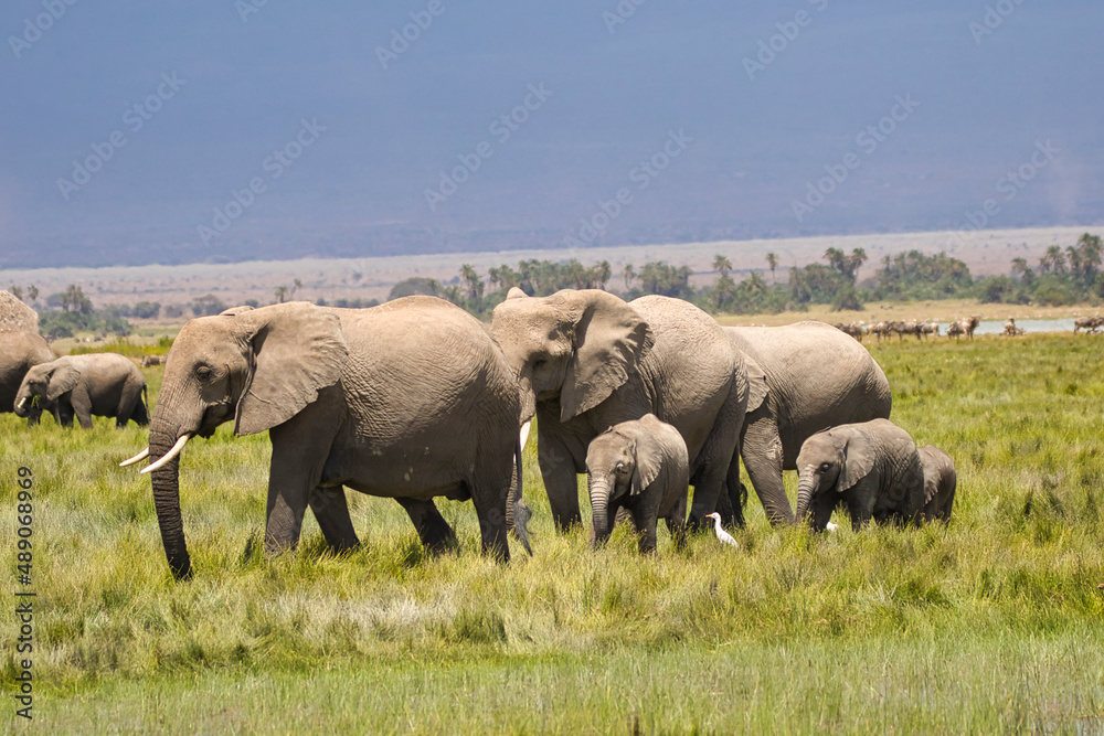 Elephant family, Loxodonta africana, in Amboseli National Park in Kenya.