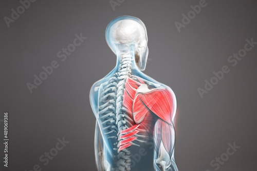 Shoulder and trapezius pain. Human figure from back, back arm pain, anathomy illustration