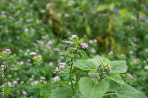 the pastel colored blossom of a persian clover