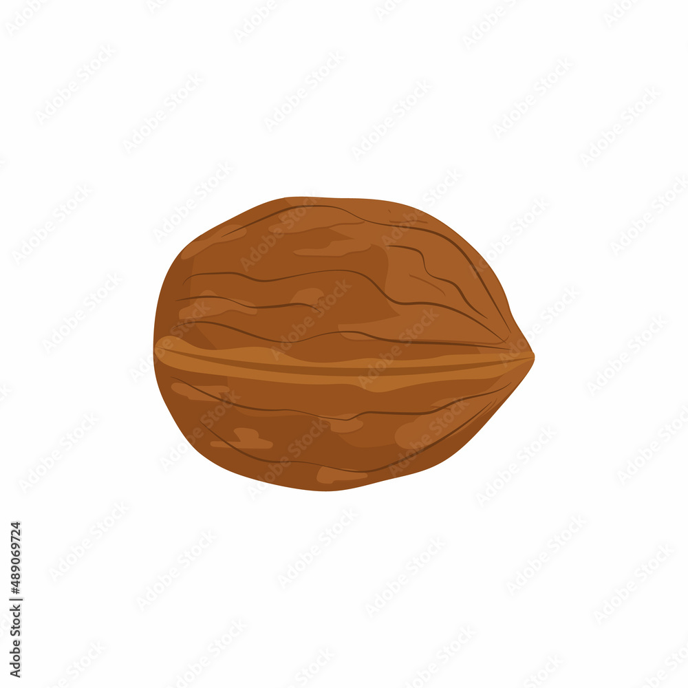 Whole walnut vector illustration isolated on white background