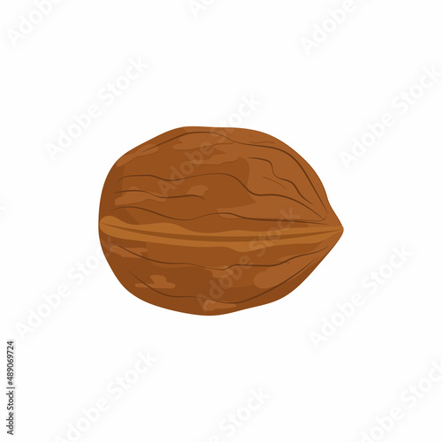 Obraz na płótnie Whole walnut vector illustration isolated on white background w salonie