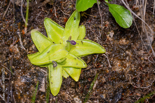 carnivorous plant - Alpine butterwort - Pinguicula alpina - in natural habitat photo