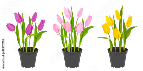 Tulips in flowerpots. Spring flowers. Seedlings for the garden. Set of tulips isolate on a white background. Flowers yellow, pink, fuchsia. Vector image