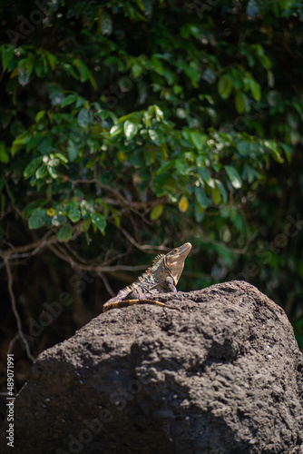 Iguanas Stone Wildlife